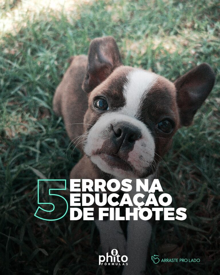 5 Erros na educação de filhotes